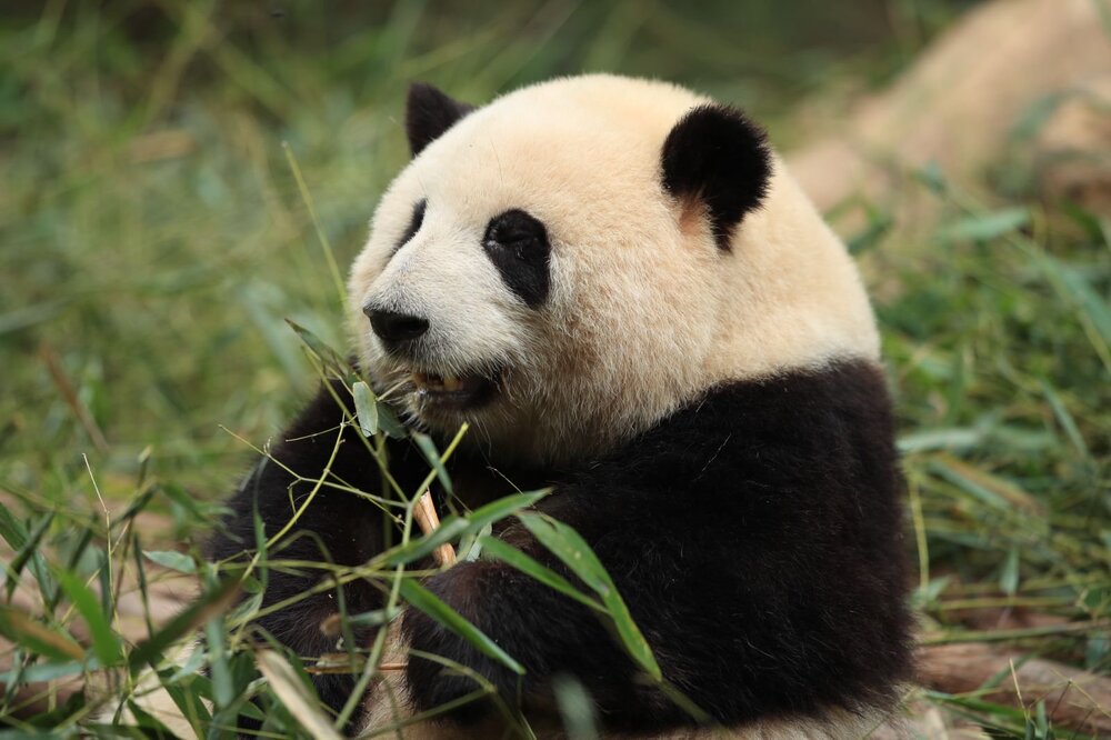 Chengdu Research Base of Giant Panda Breeding | Hilton Honors Exclusive Access: Dedicated Entry + Private Guided Tram + Customized Guided Tour Experience Package - September 12, 2026 9:00 AM Session|Points Redemption|Chinese Commentary