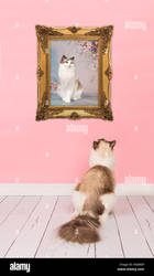 Thumbnail of the product