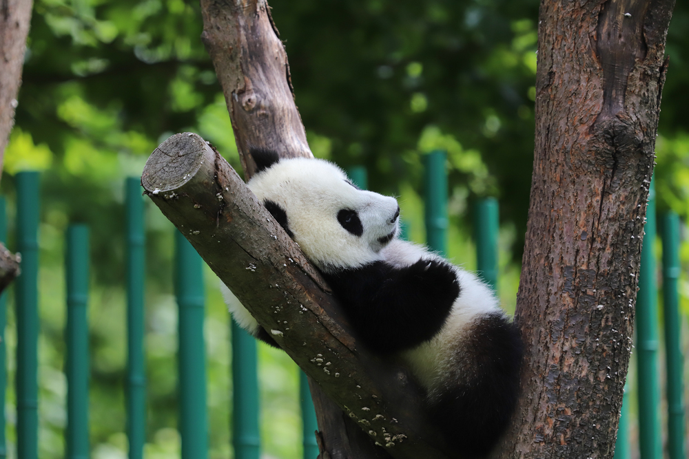 【DoubleTree Kids' Fun · Huahua's Date】DoubleTree by Hilton Chengdu Riverside and Huahua-themed Parent-Child Package