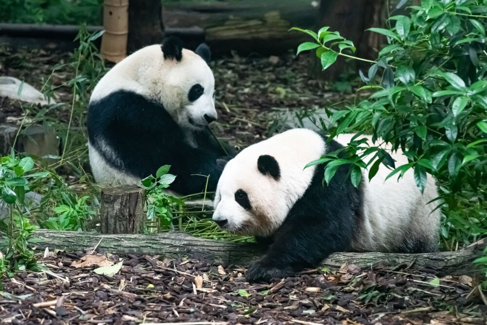 Chengdu Research Base of Giant Panda Breeding - [Mother Panda's Parenting Diary] Research Camp | October 3, 2026, 8:00 AM Session | Points Redemption|Chinese Commentary