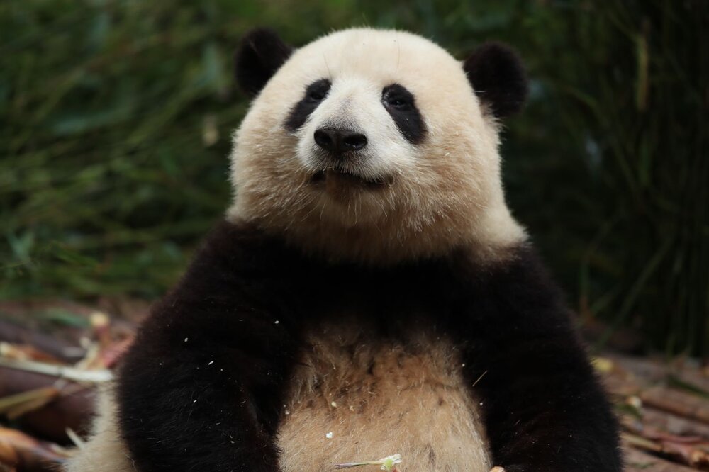 Chengdu Research Base of Giant Panda Breeding - [