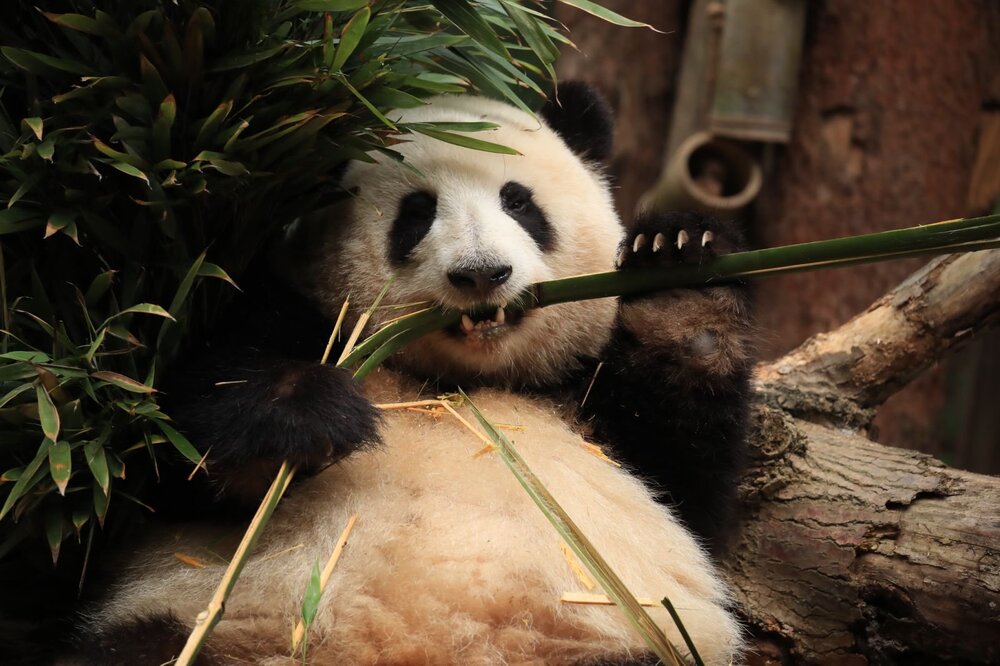 Chengdu Research Base of Giant Panda Breeding - [Panda Qingtuan Research Officer] Research Camp​ Experience Package | October 5, 2026, 9:00 AM Session | Points Redemption|Chinese Commentary