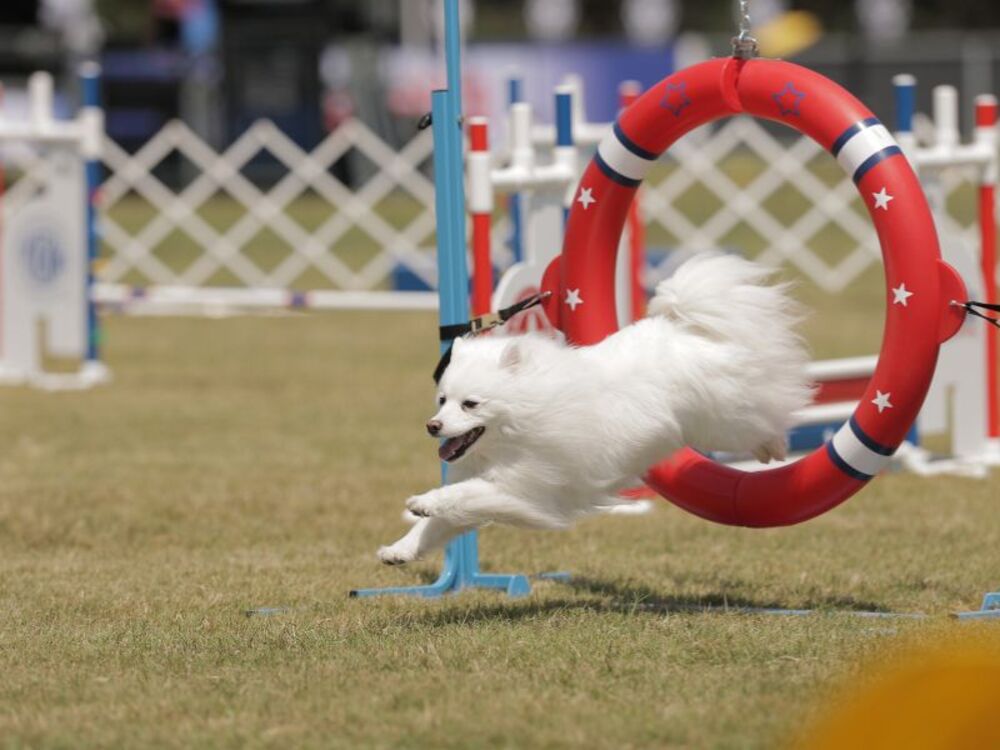 The Great American Pup-triotic Celebration